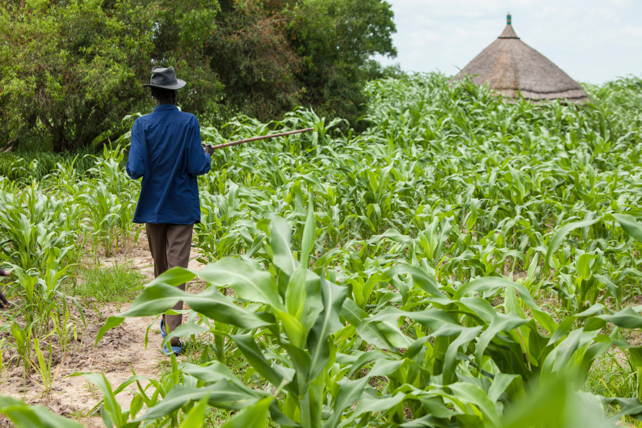 Choosing the Right Farmer Insurance