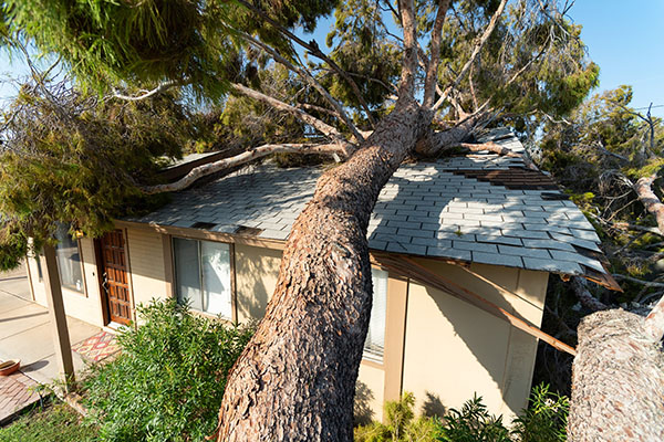 Trim Trees and Falling Hazards.